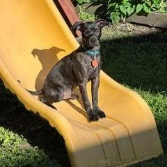 A baby medium-sized male Brindle Mixed Breed dog named Rylie for adoption in Schaumburg, IL