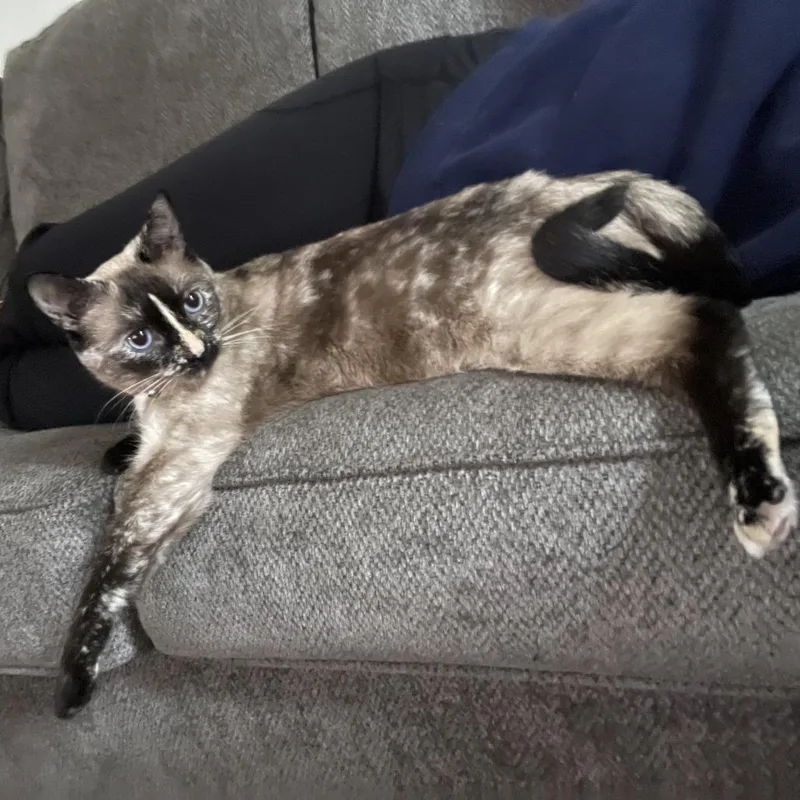 An adult large-sized female Calico Siamese cat named Willow for adoption in Glenwood, MN