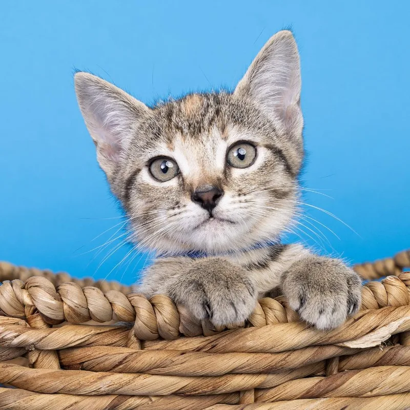 A baby small-sized female Brown / Chocolate Domestic Short Hair cat named Ginger for adoption in Franklin, TN