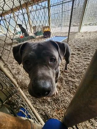 An adult large-sized female Mixed Breed dog named Ravine for adoption in Shawano, WI