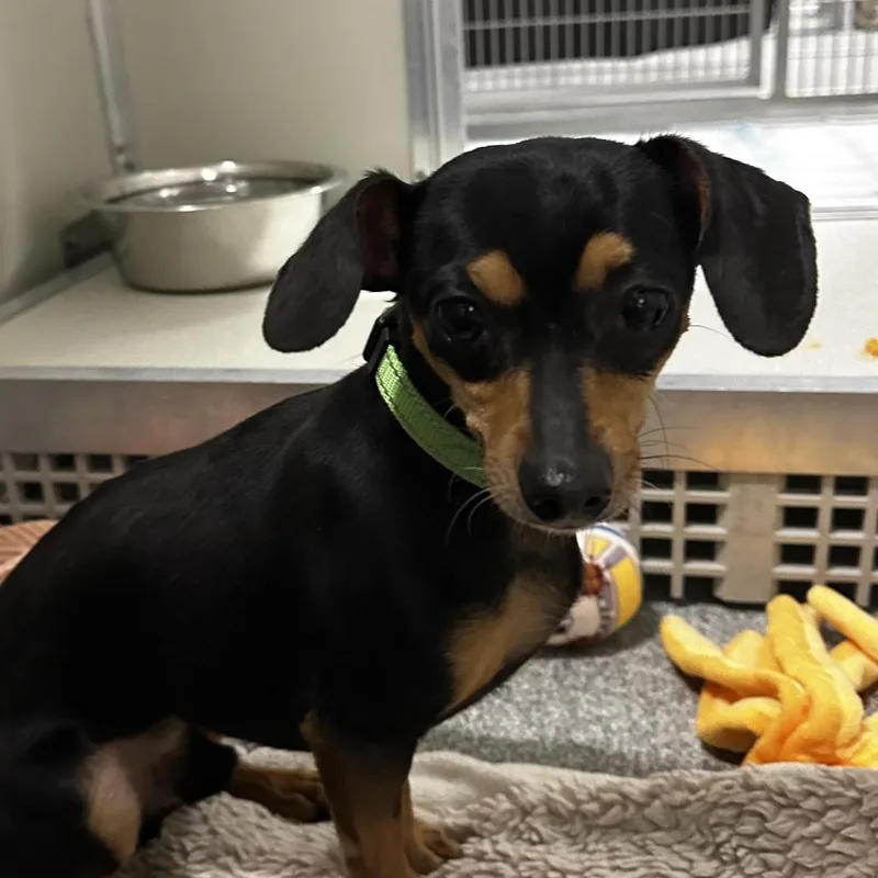 A young small-sized male Mixed Breed dog named Tako for adoption in Hinsdale, IL