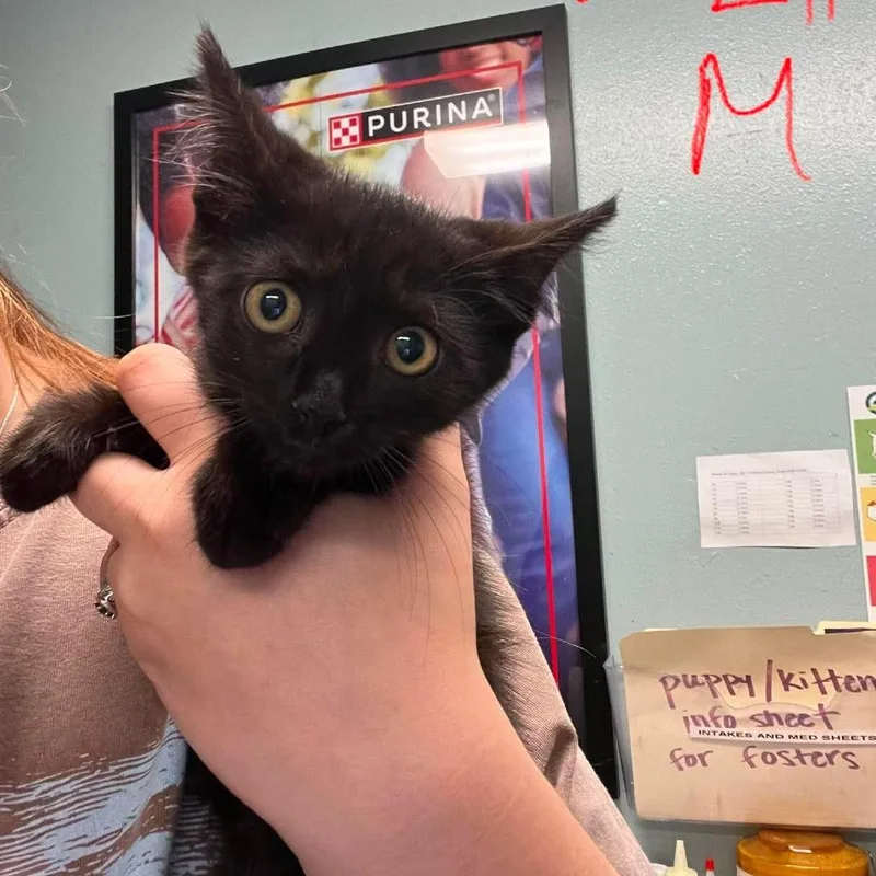 A baby medium-sized male Black Domestic Short Hair cat named Croissant for adoption in Edwardsville, IL