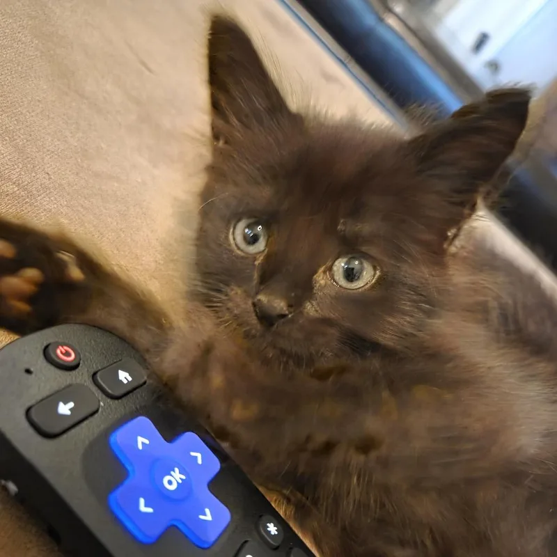A baby small-sized female Domestic Short Hair cat named Sash for adoption in Cumming, GA