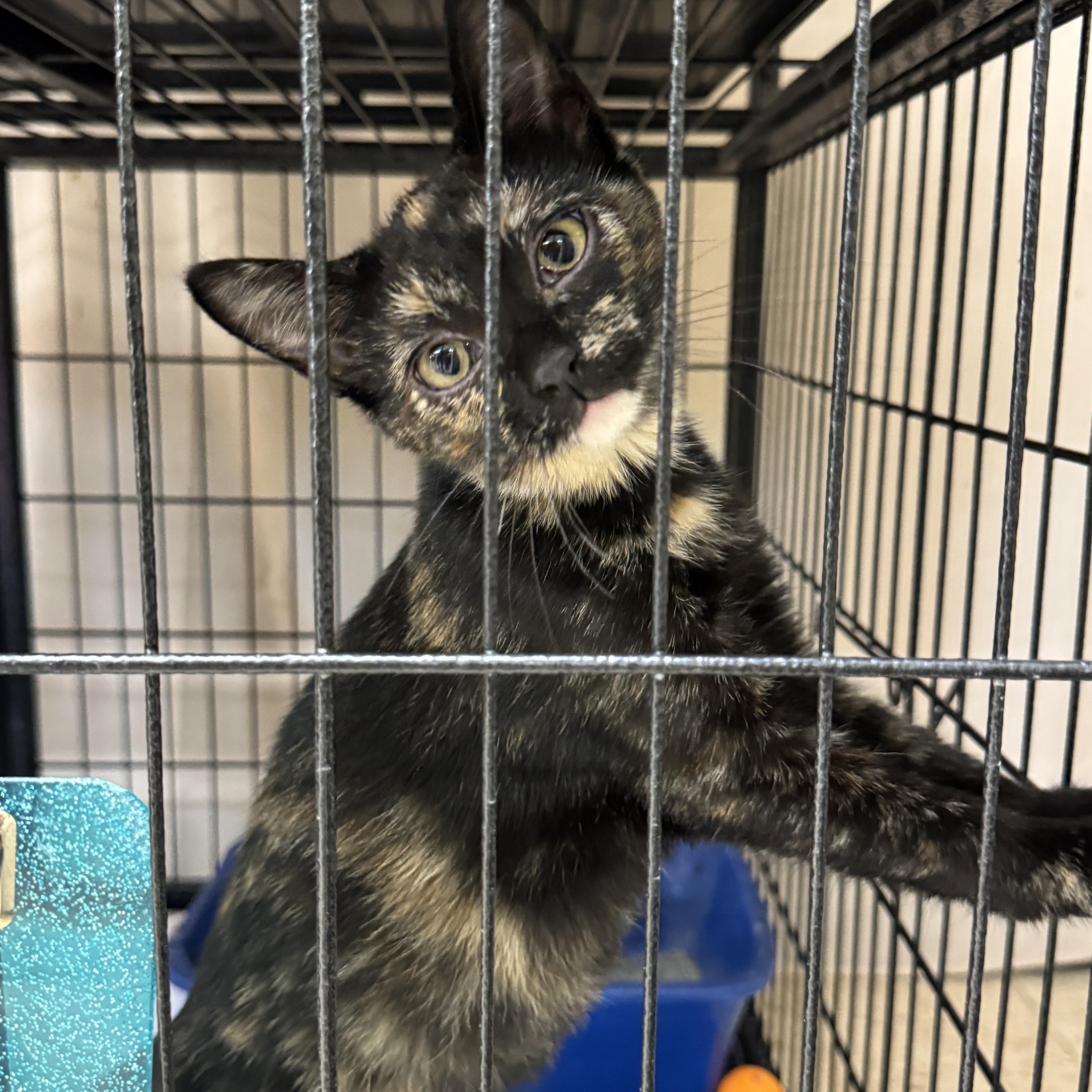 A young medium-sized female Domestic Short Hair cat named Quentessa for adoption in Breese, IL