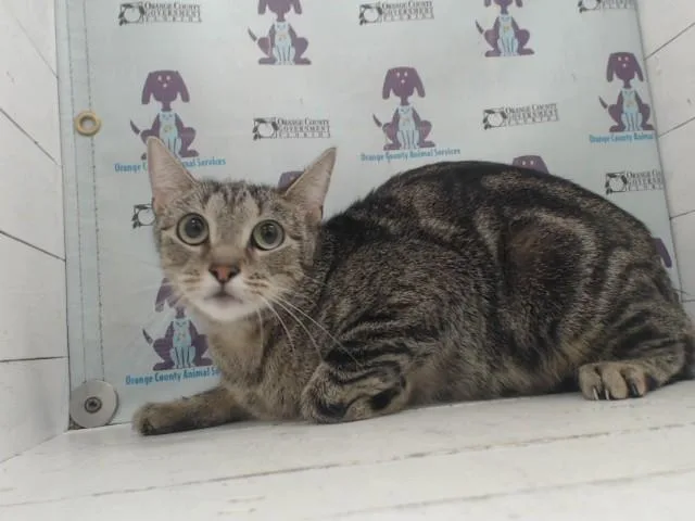 A young small-sized female Domestic Short Hair cat named Celine for adoption in Orlando, FL