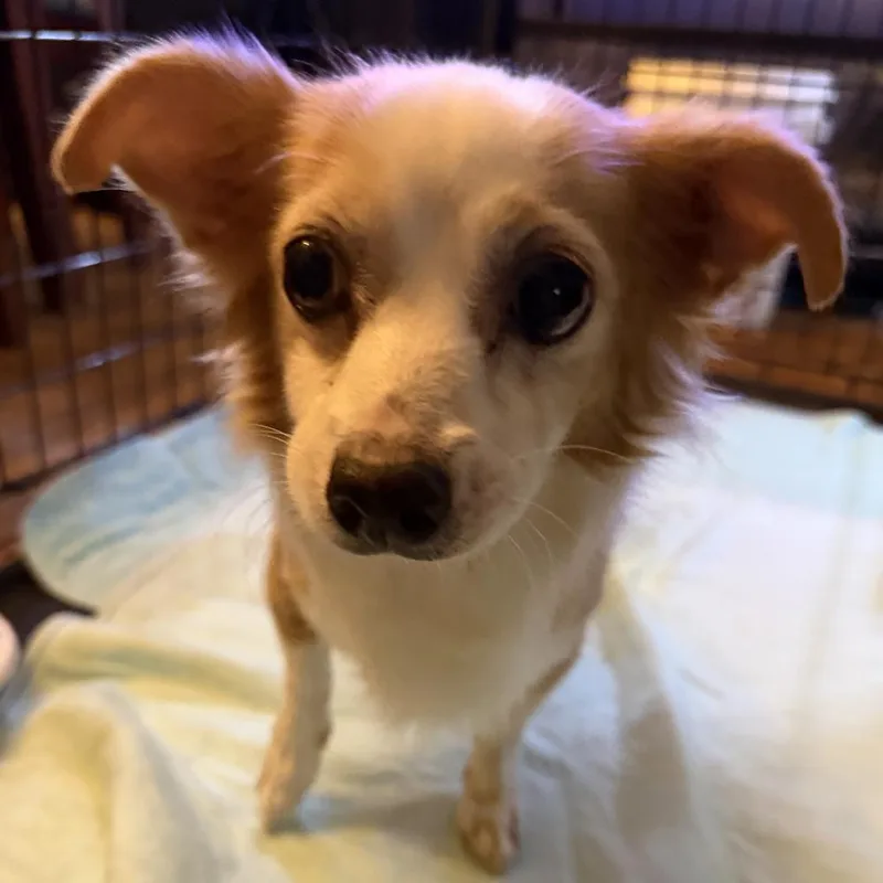 An adult small-sized female White / Cream Chihuahua dog named AAD Upcoming Arrival! for adoption in Armonk, NY