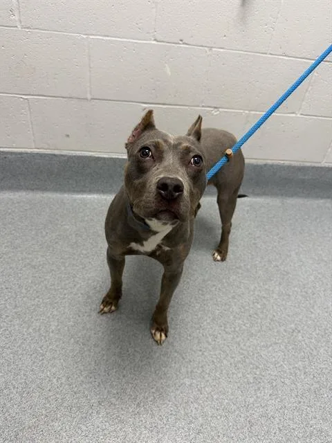 A young medium-sized female Boxer dog named Piper for adoption in Indianapolis, IN