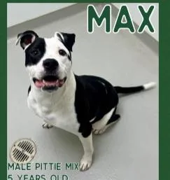 An adult medium-sized male Pit Bull Terrier dog named Max for adoption in Danville, IN