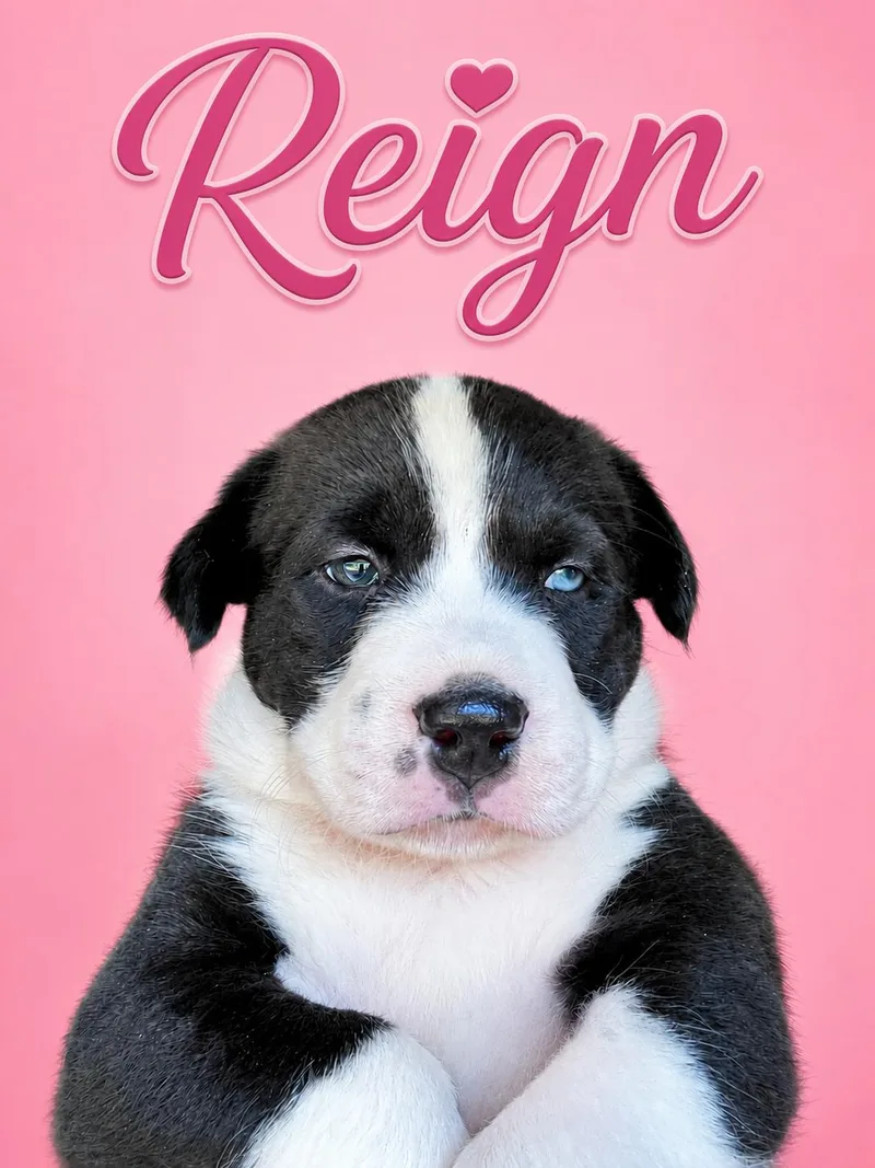 Reign
