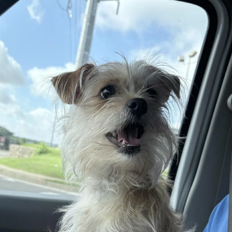 An adult small-sized female Yellow / Tan / Blond / Fawn Yorkshire Terrier dog named Princess for adoption in Tyler, TX