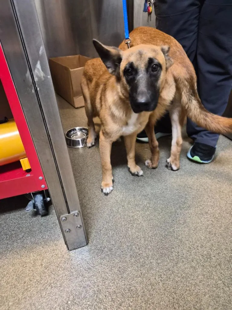 A young medium-sized male Mixed Breed dog named Dadedog for adoption in Rome, GA
