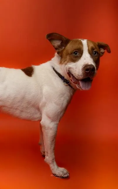 A young medium-sized male Pit Bull Terrier dog named Walker for adoption in Charlotte, NC