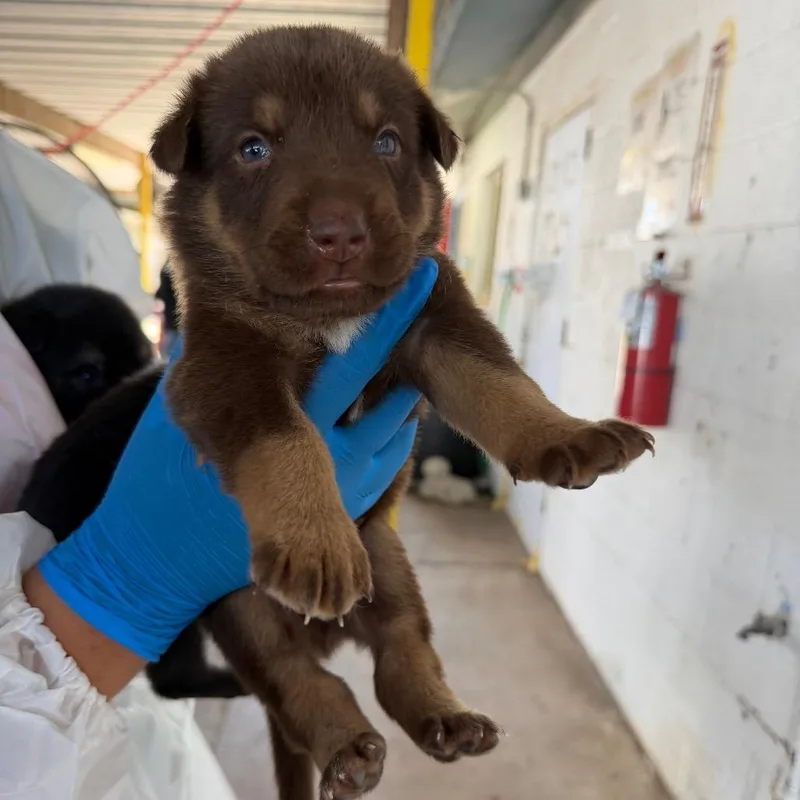 A baby small-sized male Brown / Chocolate Australian Cattle Dog / Blue Heeler dog named Russet for adoption in Edinburg, TX