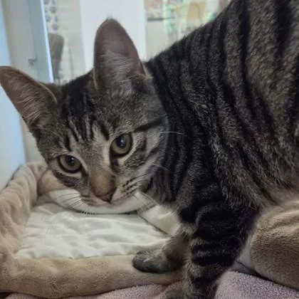 An adult medium-sized female Domestic Short Hair cat named Ethel for adoption in Voorhees, NJ