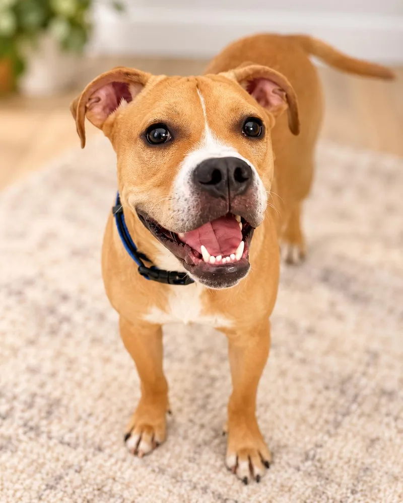 A baby medium-sized male Boxer dog named Nolan for adoption in Humble, TX