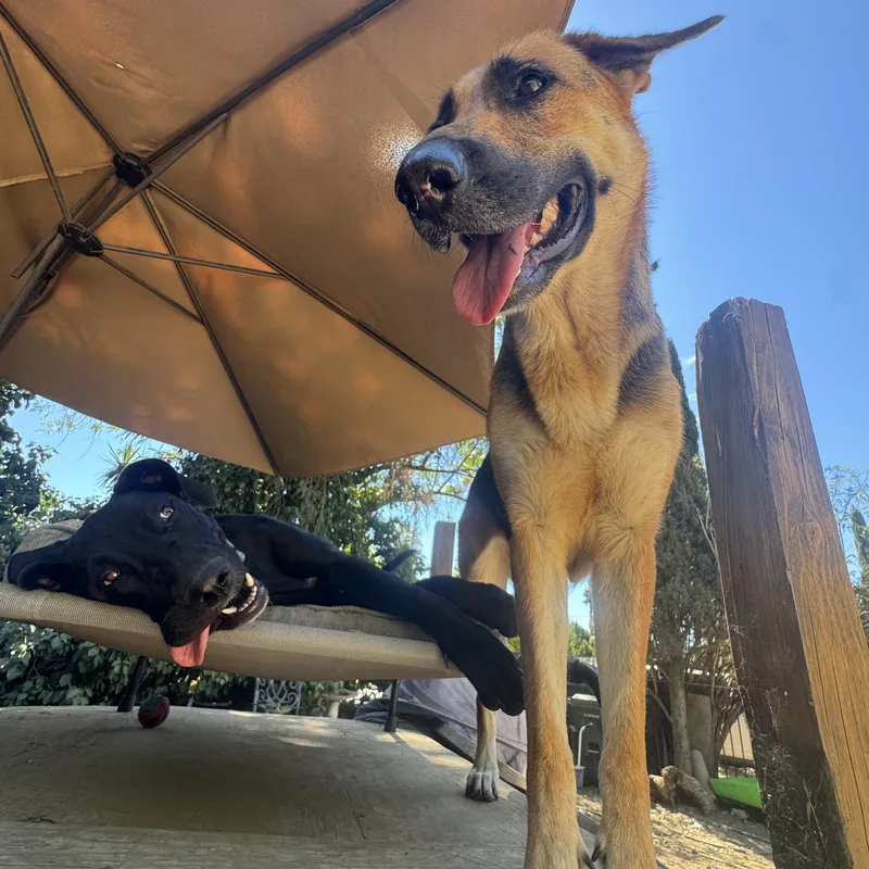 Tazzy & Tootsie thumbnail 2
