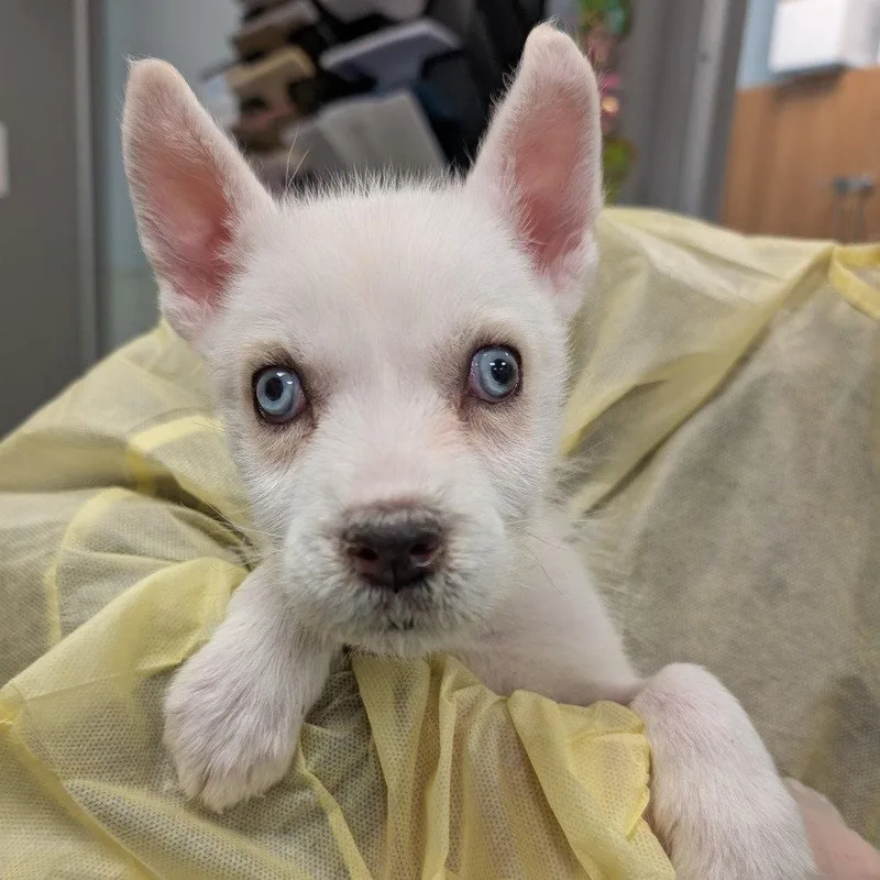 A young medium-sized female Mixed Breed dog named Breeze for adoption in New Castle, DE