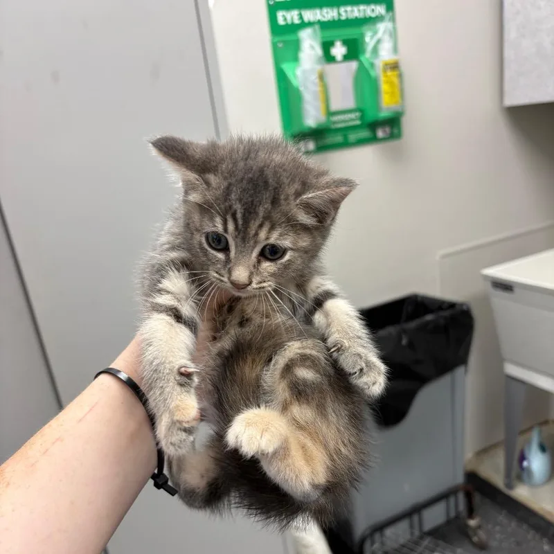 A baby small-sized female Gray / Blue / Silver Domestic Medium Hair cat named Gravy for adoption in Columbiana, AL