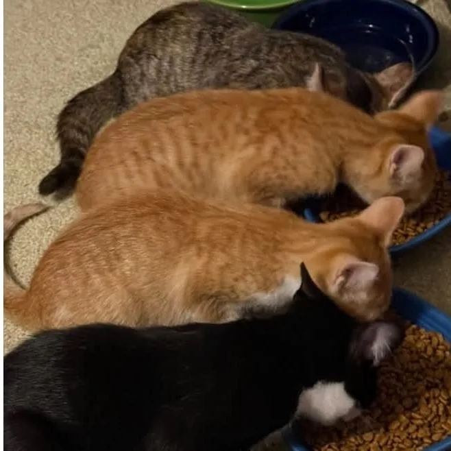 A baby small-sized female Domestic Short Hair cat named Milli for adoption in Shinnston, WV