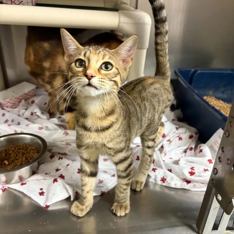 A baby small-sized female Torbie Domestic Short Hair cat named Rory for adoption in Concord, NC