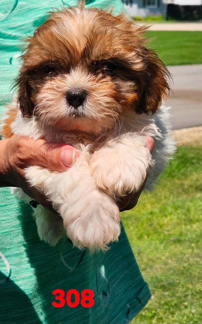 A baby small-sized male Yellow / Tan / Blond / Fawn Shih poo dog named #308 for adoption in Twin lakes, WI