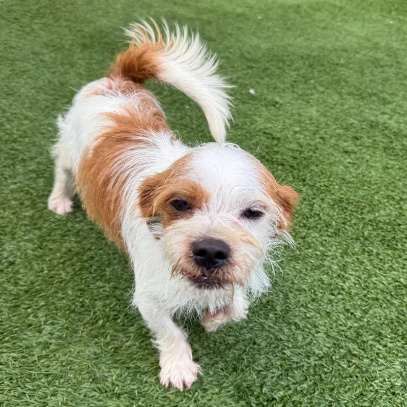A young small-sized male Terrier dog named Benji for adoption in Groton, CT