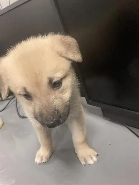 A baby small-sized female Mixed Breed dog named Buttercup for adoption in Dallas, TX
