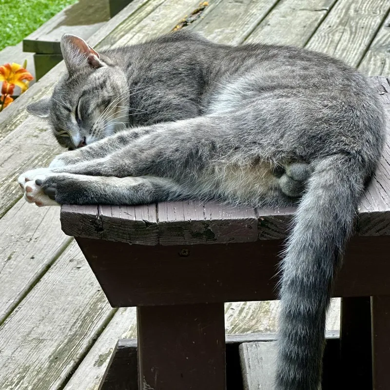 A baby small-sized male Gray / Blue / Silver Domestic Short Hair cat named Herbie for adoption in Granville, OH
