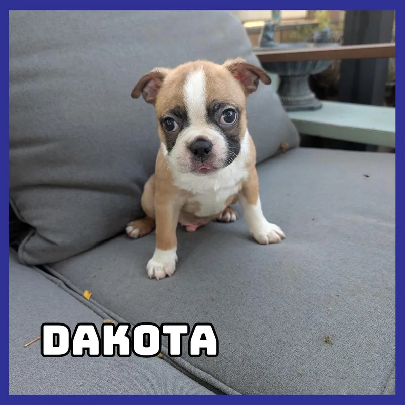 A baby small-sized male Boston Terrier dog named Dakota for adoption in Glenwood, MN