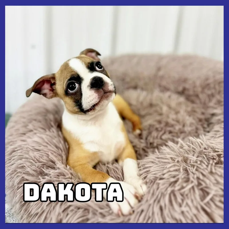 Dakota thumbnail 2