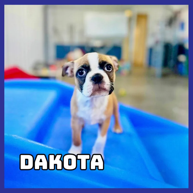 Dakota thumbnail 3