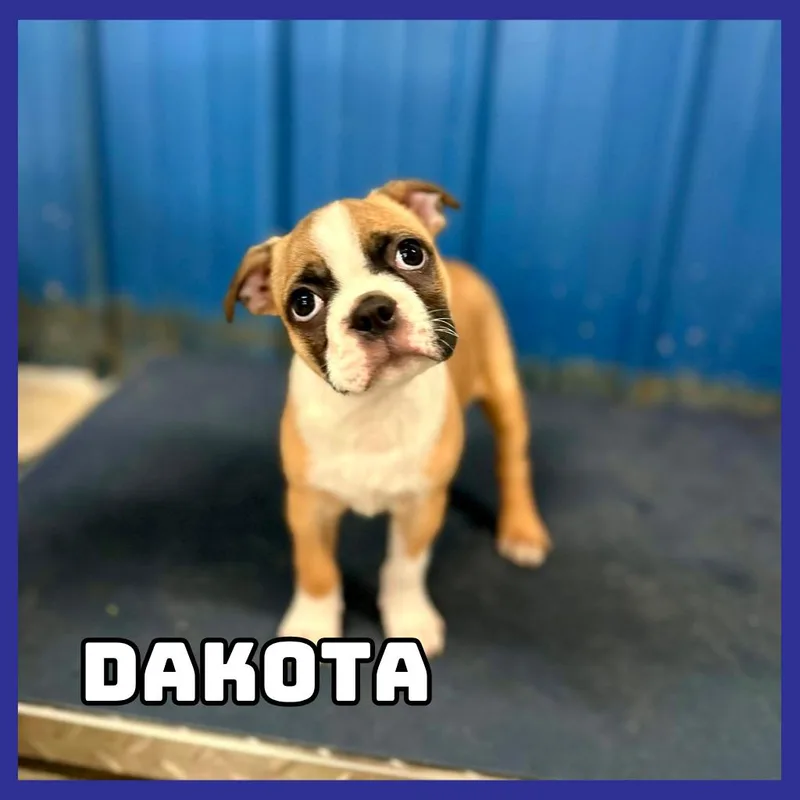 Dakota thumbnail 4