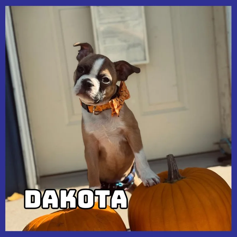 Dakota thumbnail 5