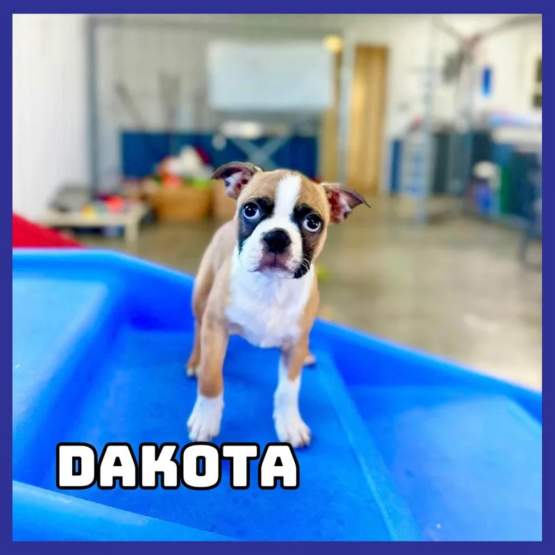 Dakota thumbnail 6