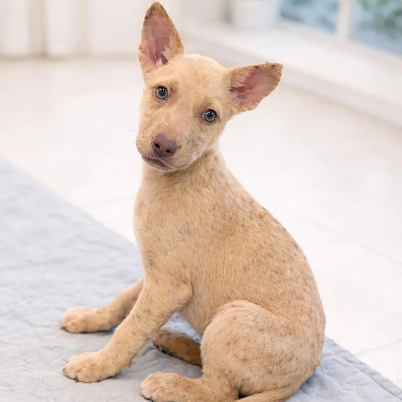 A baby medium-sized female Yellow / Tan / Blond / Fawn Husky dog named Tilly for adoption in Kissimmee, FL