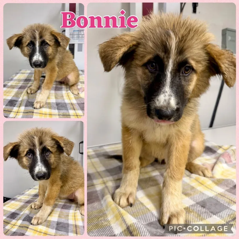 A baby medium-sized female Great Pyrenees dog named Bonnie for adoption in Opelika, AL