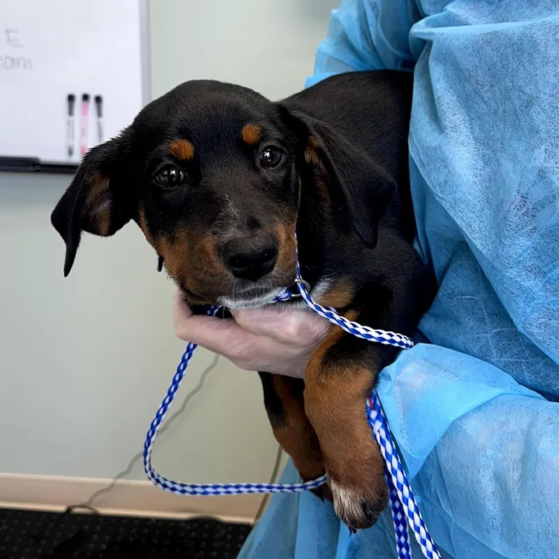 A baby small-sized female Black Mixed Breed dog named Juniper for adoption in Skokie, IL