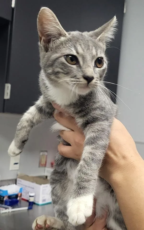 A baby small-sized female Domestic Short Hair cat named If Macy for adoption in Lawrenceville, GA