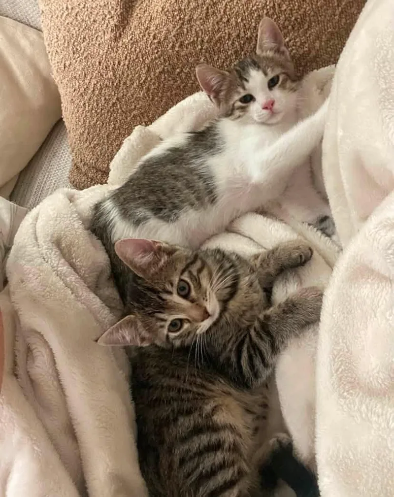 A baby medium-sized female Tabby (Brown / Chocolate) Domestic Short Hair cat named Belli for adoption in Queen Creek, AZ