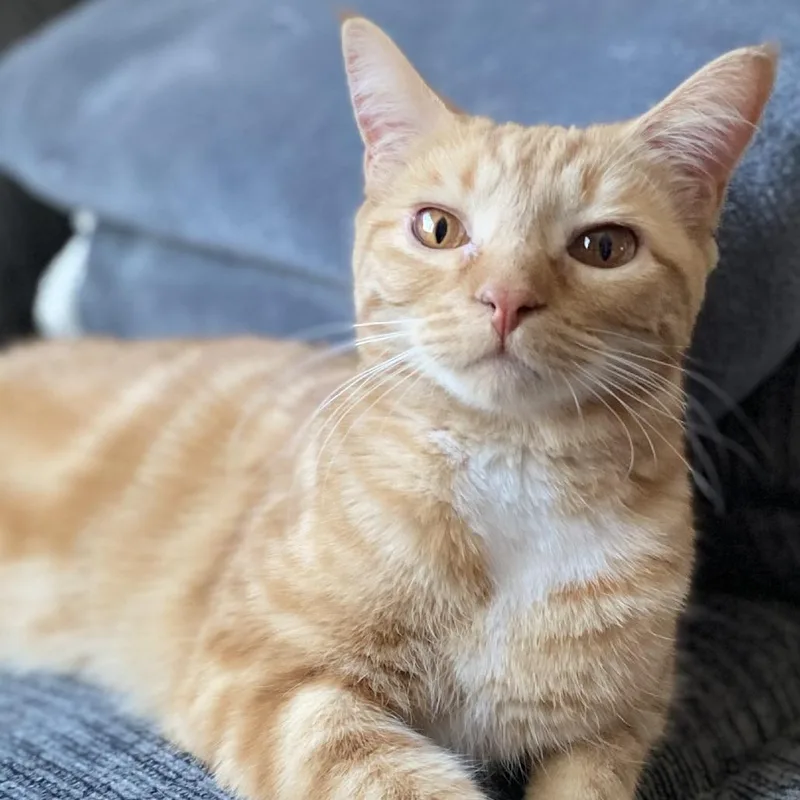A young medium-sized female Orange / Red Domestic Short Hair cat named Sharon for adoption in Traverse City, MI