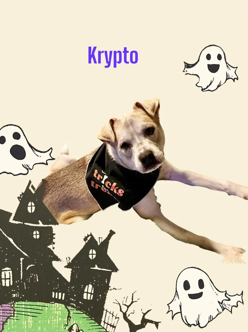 Krypto thumbnail 4