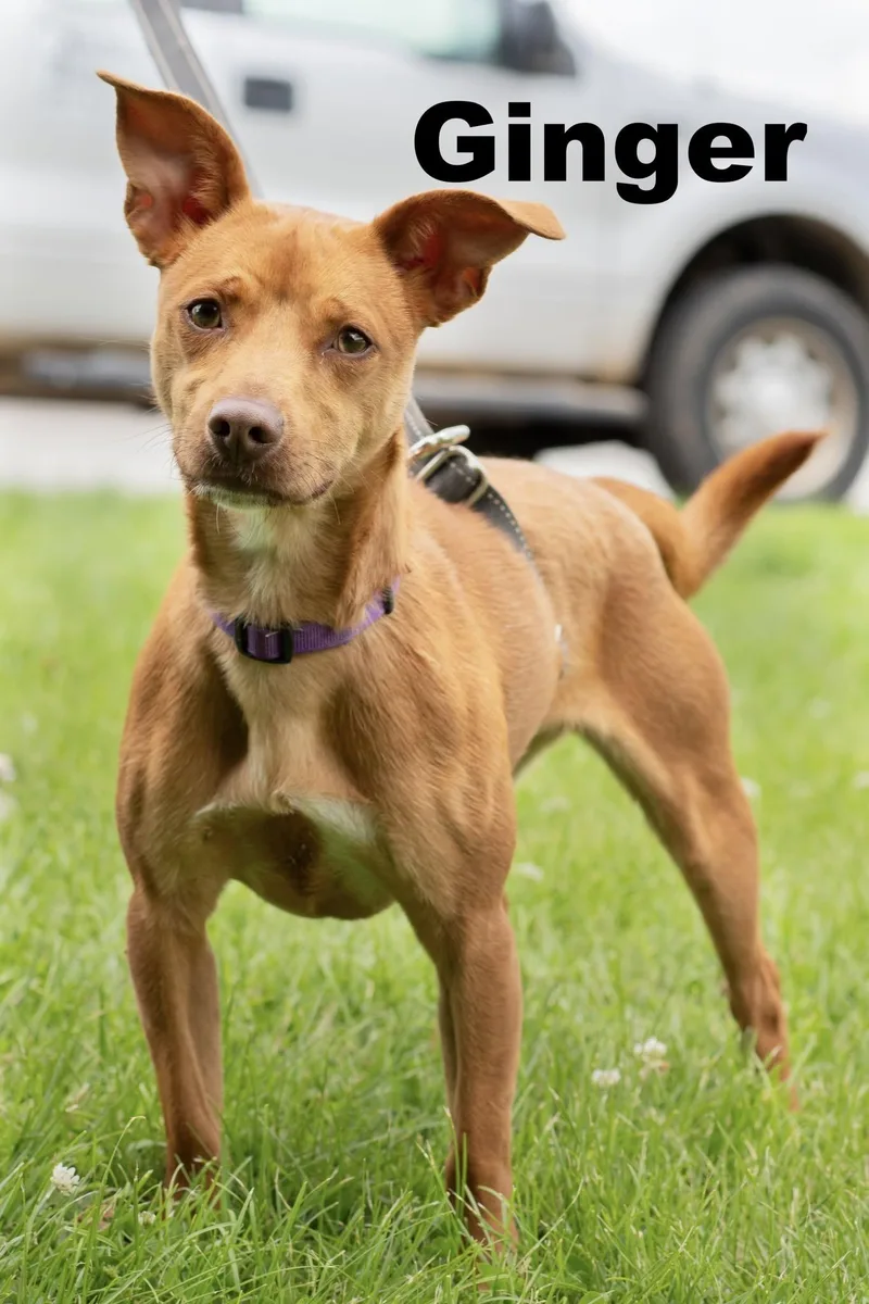 A baby small-sized female Red / Chestnut / Orange Chihuahua dog named Ginger for adoption in Macomb, IL