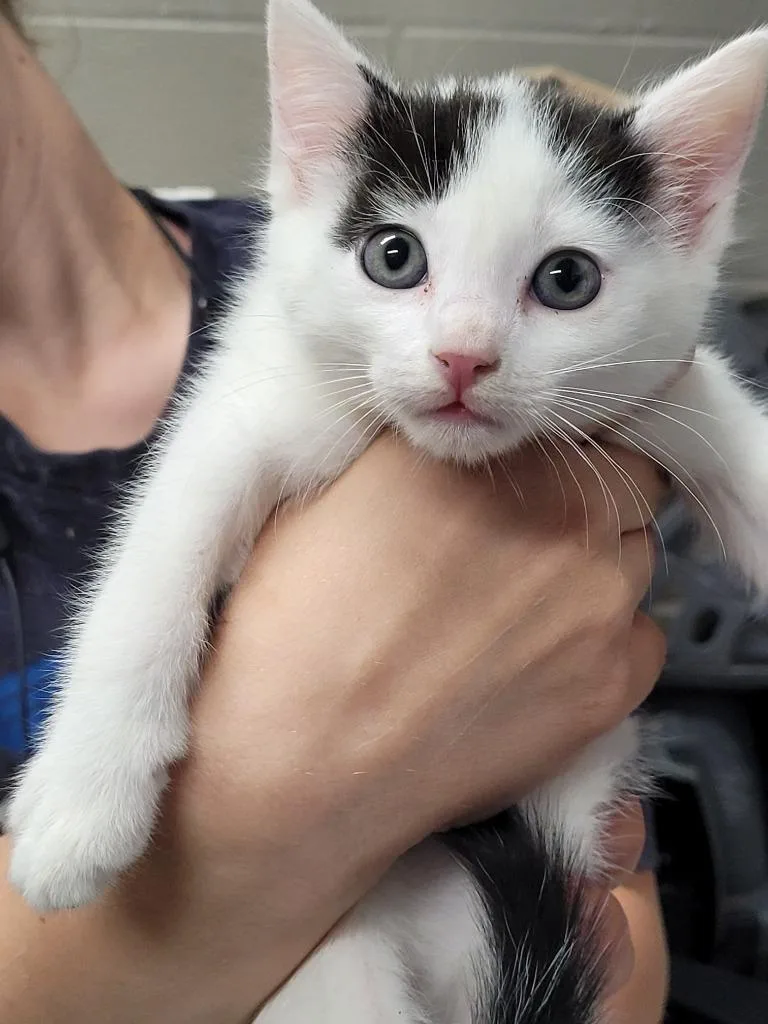 A baby small-sized female Domestic Short Hair cat named Lillian for adoption in Hopkinsville, KY