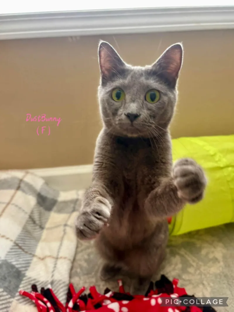 A baby small-sized female Manx cat named Dust Bunny for adoption in Clarksville, TN
