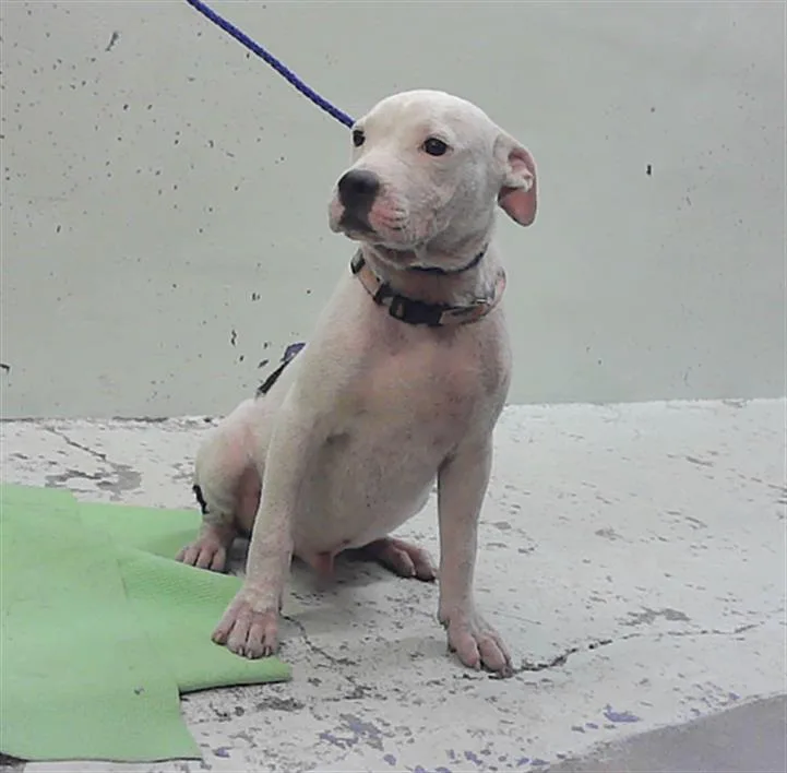 A baby small-sized male Staffordshire Bull Terrier dog named Vice for adoption in Houston, TX