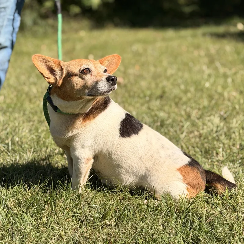 An adult small-sized female Corgi dog named Elaroo for adoption in Meherrin, VA