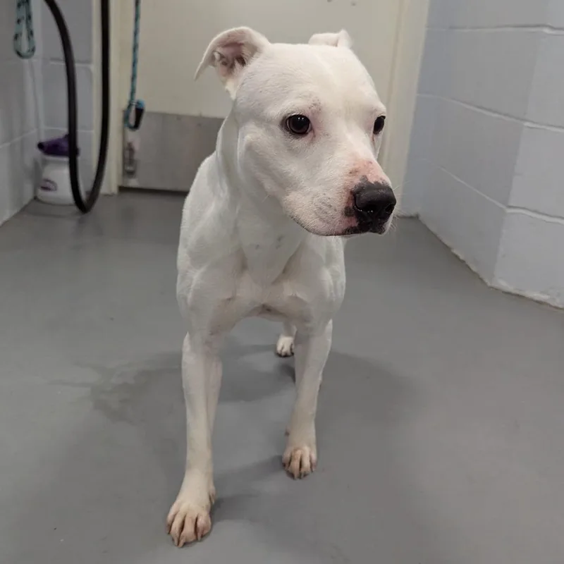 An adult medium-sized female White / Cream Mixed Breed dog named Penelope for adoption in Naples, FL