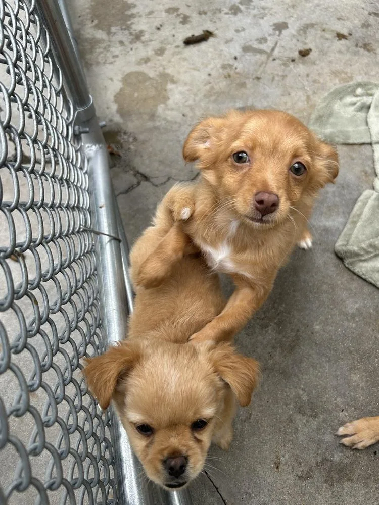 A young small-sized female Brown / Chocolate Chihuahua dog named Lupita for adoption in Ontario, CA