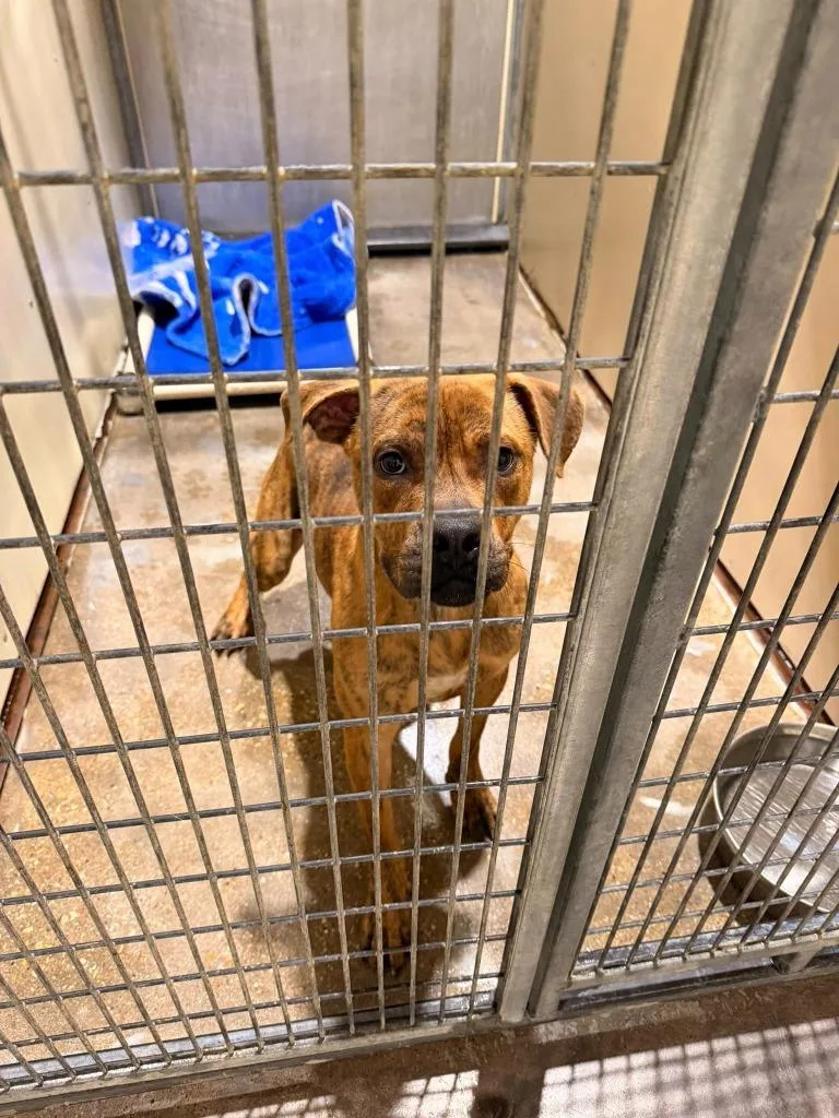 A young medium-sized male Boxer dog named Tyson for adoption in Richland Hills, TX