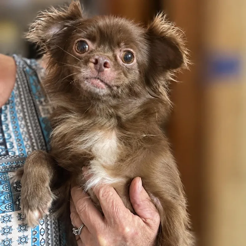 An adult small-sized female Red / Chestnut / Orange Chihuahua dog named Rosie for adoption in Pittsburg, KS
